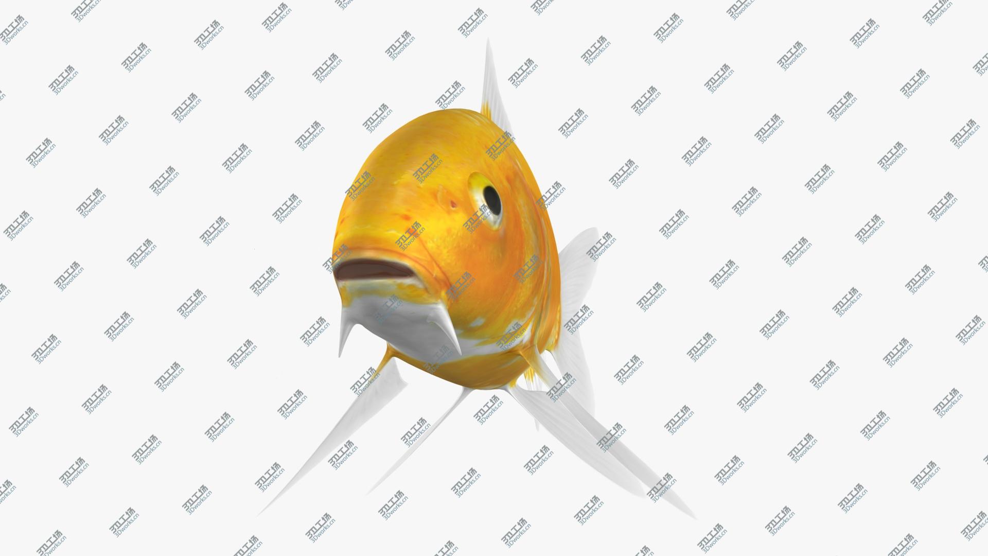 images/goods_img/202105071/3D Kigoi Koi Fish (Animated)/4.jpg